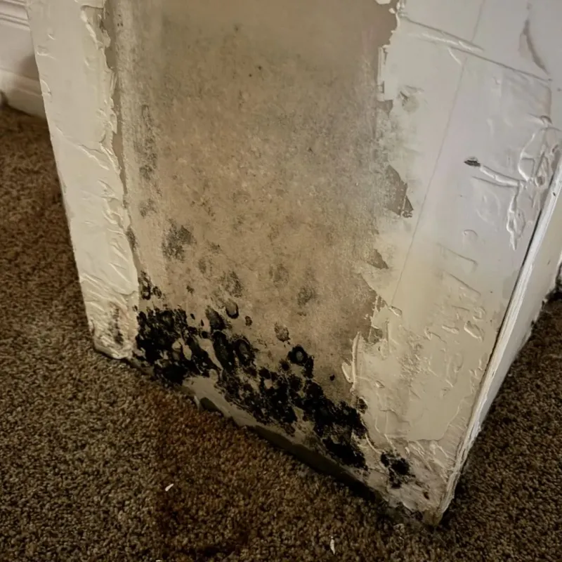 Professional Mold Removal in Green County, KY